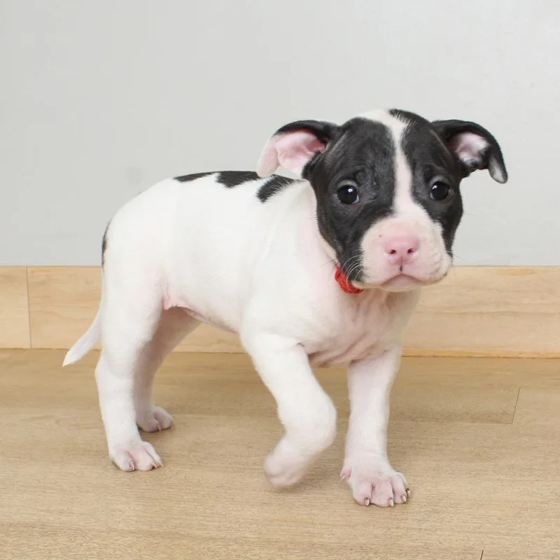 A baby medium-sized female White / Cream Pit Bull Terrier dog named Pickled Onion D for adoption in Minnetonka, MN