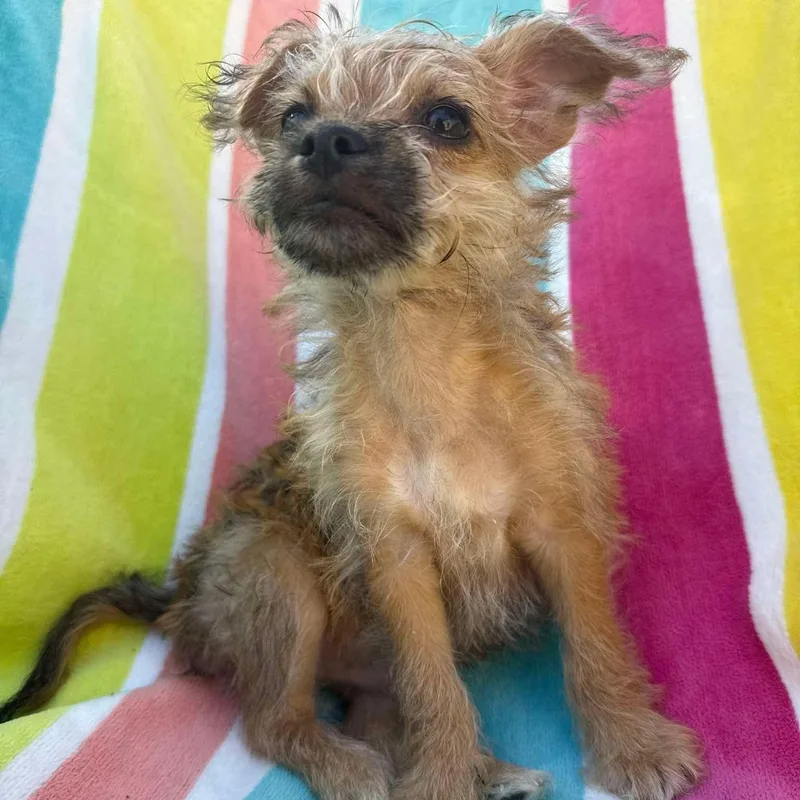 A baby small-sized male Yellow / Tan / Blond / Fawn Chihuahua dog named Waffle for adoption in Las Vegas, NV