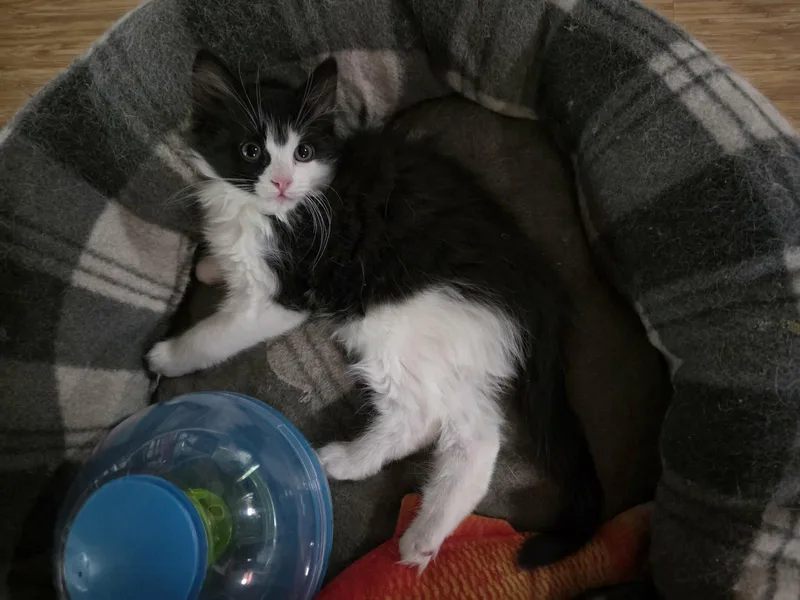 A young medium-sized male Domestic Long Hair cat named Benzo for adoption in Camden, SC