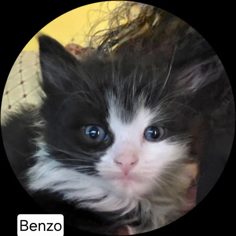 Benzo thumbnail 3