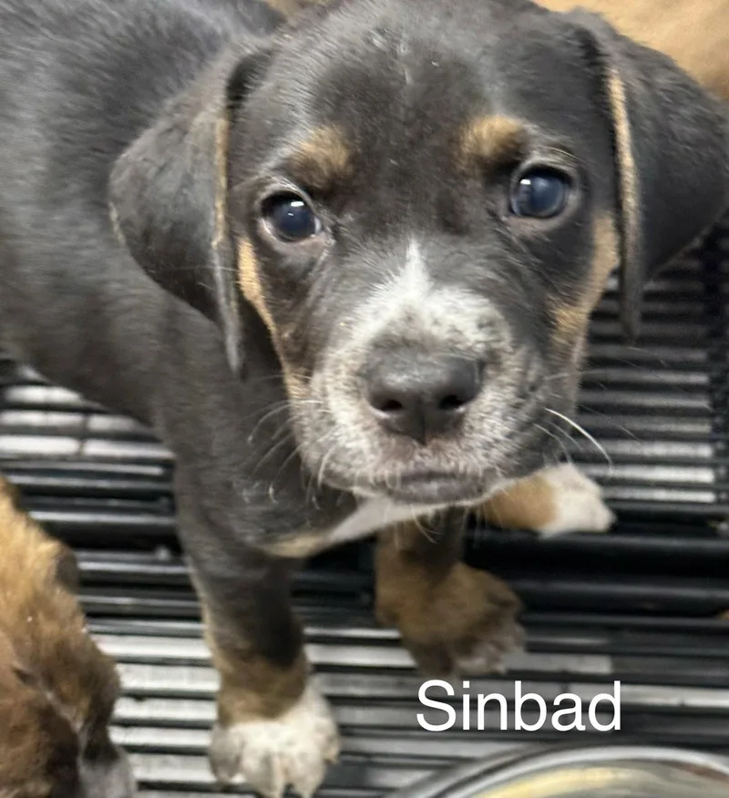 Sinbad thumbnail 3