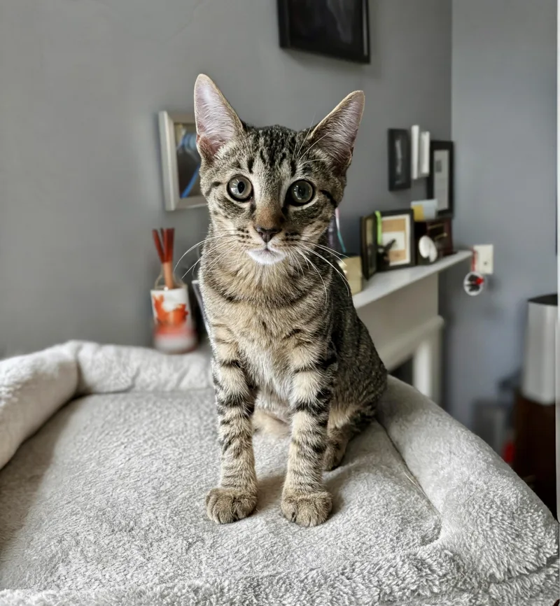 A baby medium-sized male Domestic Short Hair cat named Wiliwili for adoption in Apex, NC