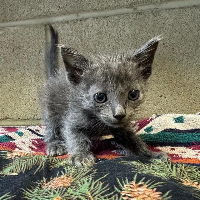 A baby small-sized male Domestic Short Hair cat named Dinky for adoption in Riverside, CA
