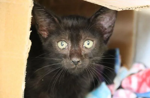 A baby small-sized male Domestic Short Hair cat named Sparkle for adoption in Tucson, AZ