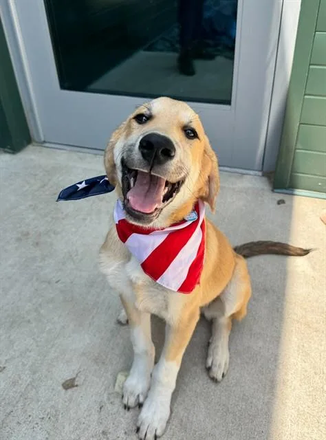 A baby medium-sized male Labrador Retriever dog named Ihop for adoption in Leesburg, VA