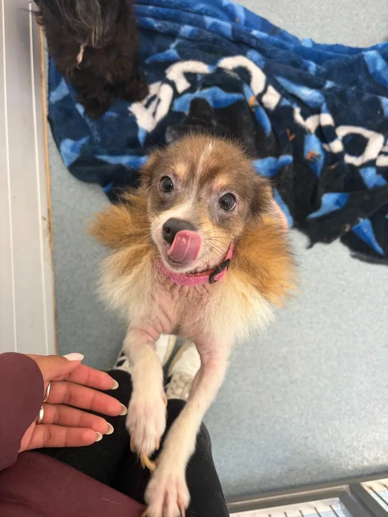 A senior medium-sized female Pomeranian dog named Sarabi for adoption in Portland, IN