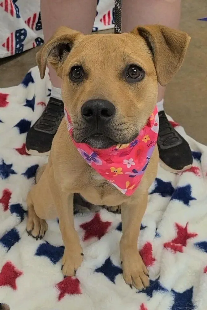 A baby medium-sized male Terrier dog named Roscoe for adoption in New York, NY
