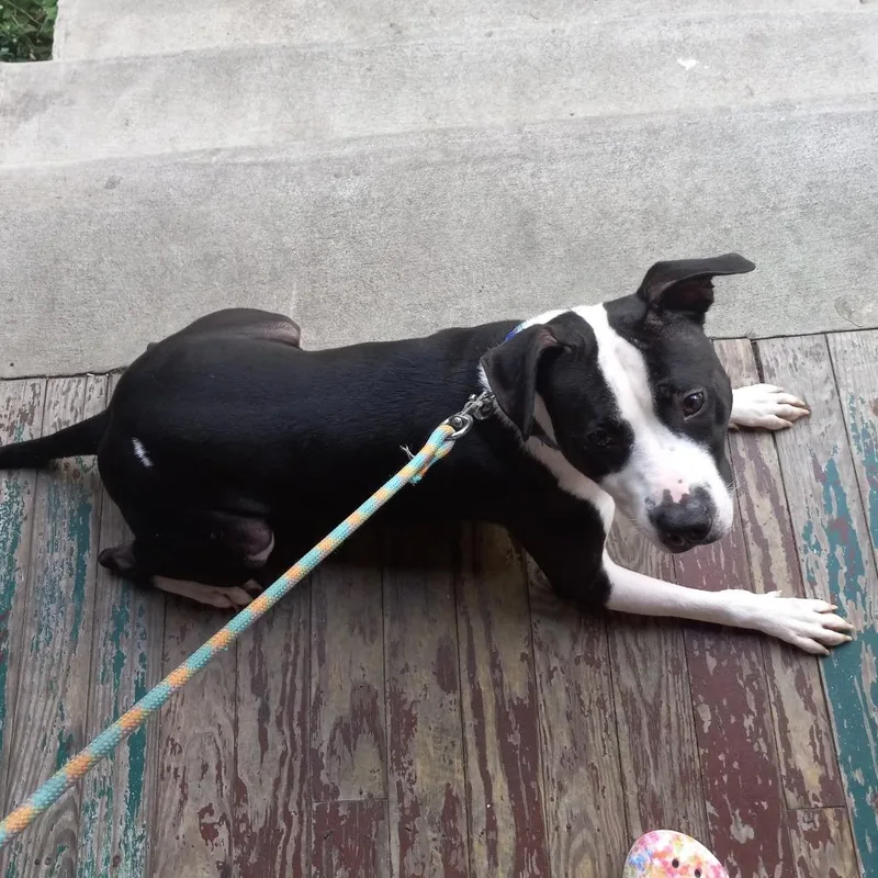 An adult large-sized male Black Mixed Breed dog named Prince for adoption in Philadelphia, PA