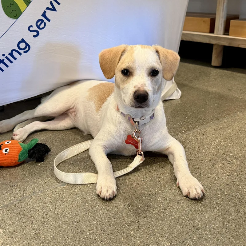 A baby medium-sized female Labrador Retriever dog named Annie for adoption in Prior Lake, MN