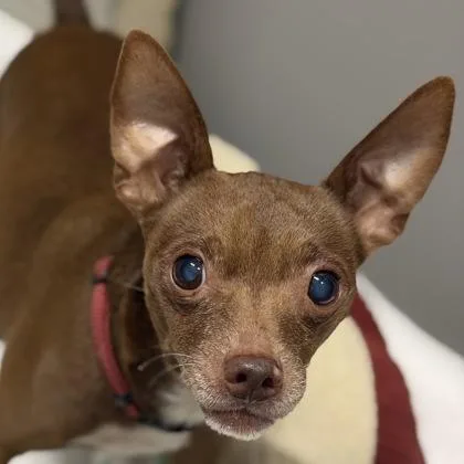 A senior medium-sized male Brown / Chocolate Chihuahua dog named Pangolin for adoption in Sacramento, CA
