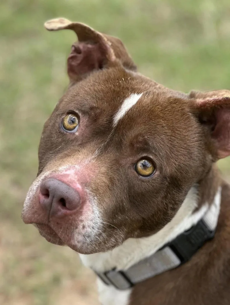 A young medium-sized male Terrier dog named Buster yrs for adoption in Sterling, MA