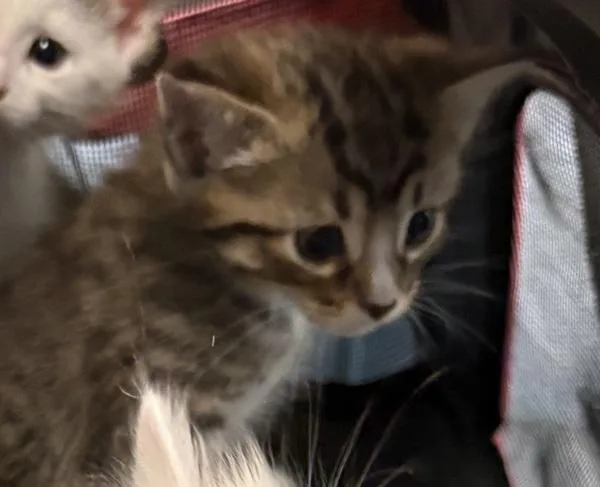 A baby small-sized male Domestic Short Hair cat named Kd Moose for adoption in Lawrenceville, GA