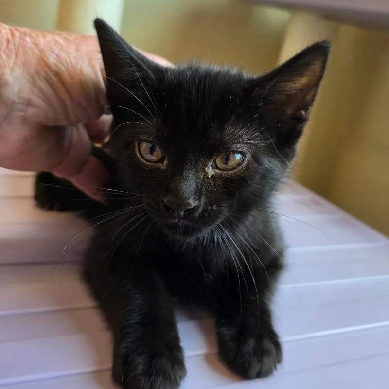 A baby small-sized female Black Domestic Short Hair cat named Dora for adoption in Madisonville, TN