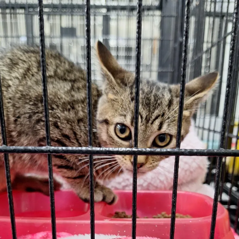 A baby small-sized female Gray / Blue / Silver Domestic Short Hair cat named Pebble for adoption in Montgomery, AL