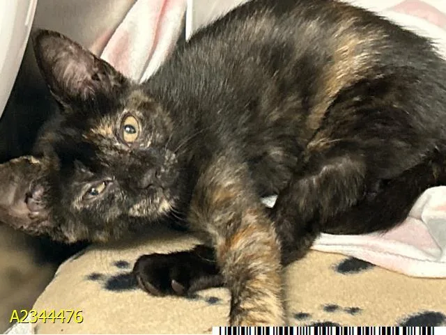 A baby small-sized female Domestic Short Hair cat named Coco for adoption in West Palm Beach, FL