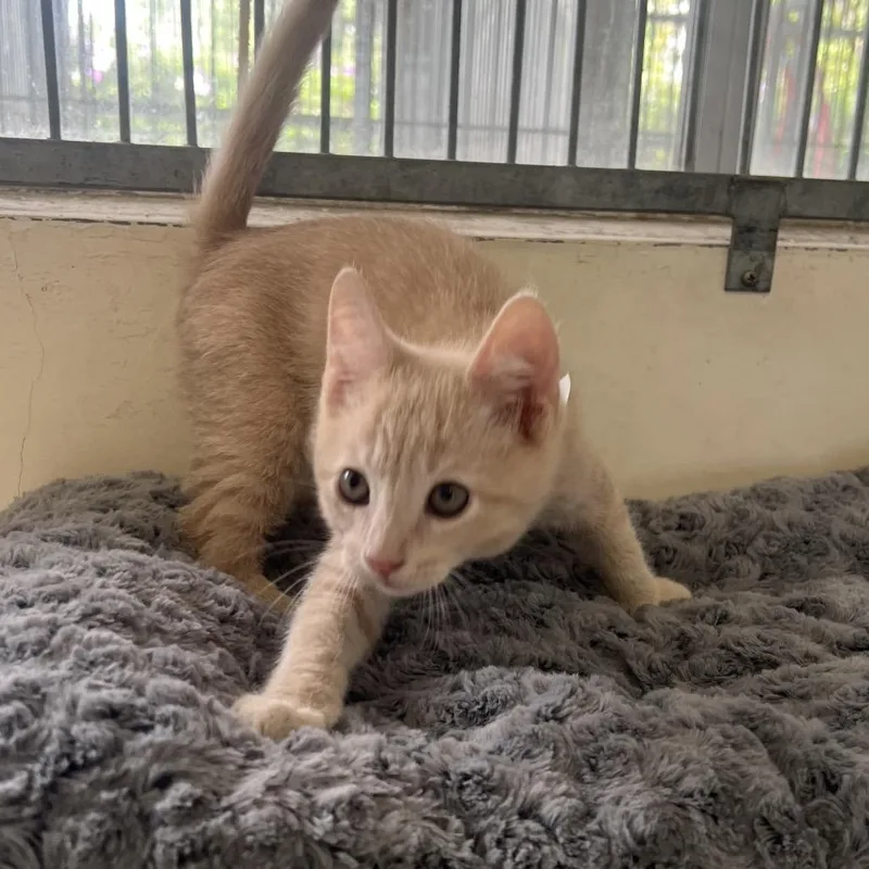 An adult large-sized male Domestic Short Hair cat named Mango for adoption in Santa Barbara, CA