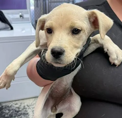 A baby small-sized female Mixed Breed dog named Starburst for adoption in Lavonia, GA