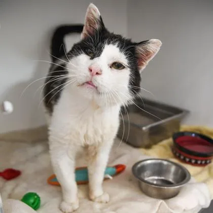 An adult medium-sized male Domestic Short Hair cat named Bill Wilkins for adoption in Ringoes, NJ
