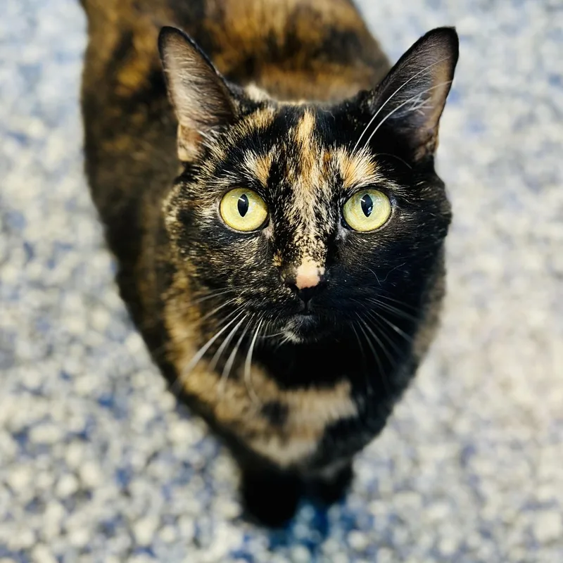 An adult medium-sized female Tortoiseshell Domestic Short Hair cat named Pinky for adoption in Jackson, NJ