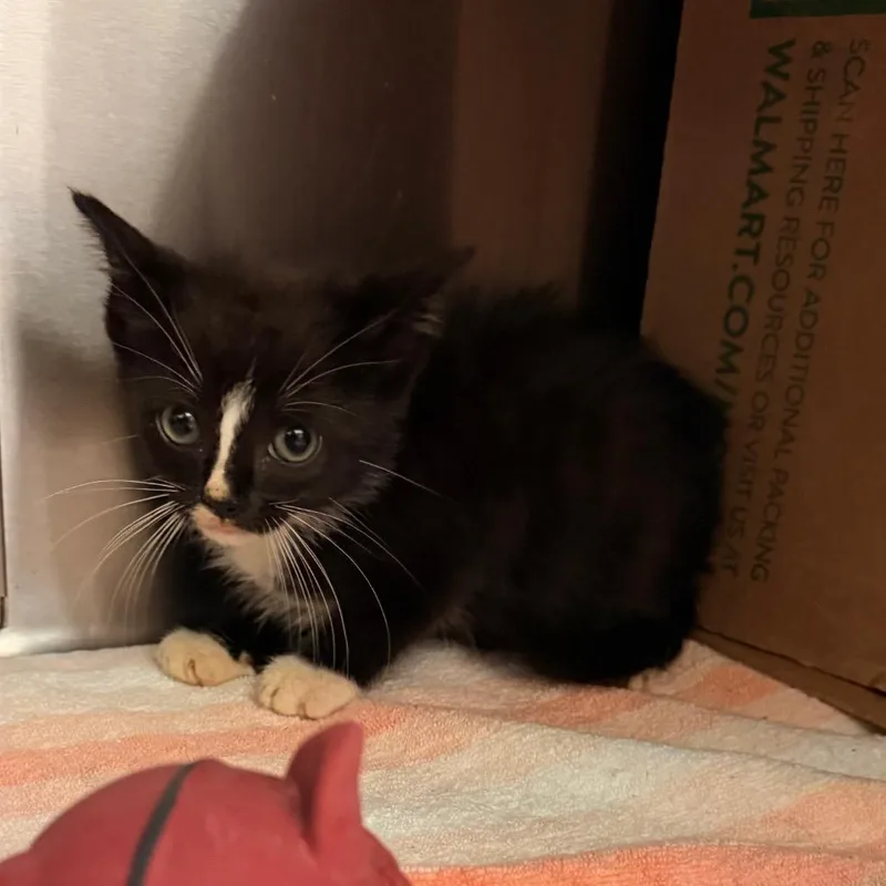 A baby small-sized male Black Domestic Short Hair cat named General Patton for adoption in Lynchburg, VA