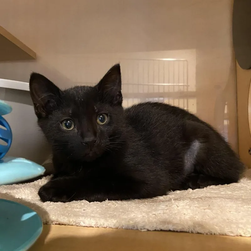 A baby small-sized male Black Domestic Short Hair cat named Zipper for adoption in Washington Township, OH