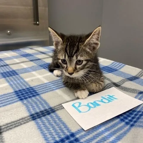A young medium-sized male Tabby (Gray / Blue / Silver) Domestic Short Hair cat named Bandit for adoption in LANETT, AL