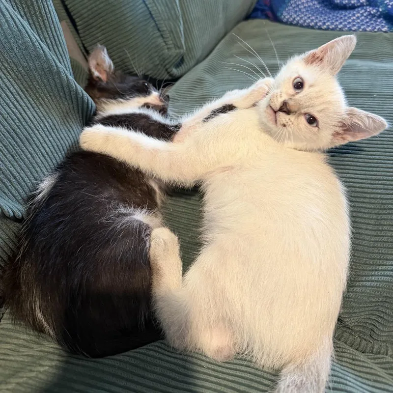 A baby small-sized male Cream / Ivory Domestic Short Hair cat named Burrito for adoption in Tustin, CA