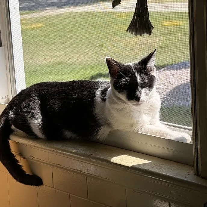 A young medium-sized female Black & White / Tuxedo Domestic Short Hair cat named Kali for adoption in Buffalo, NY