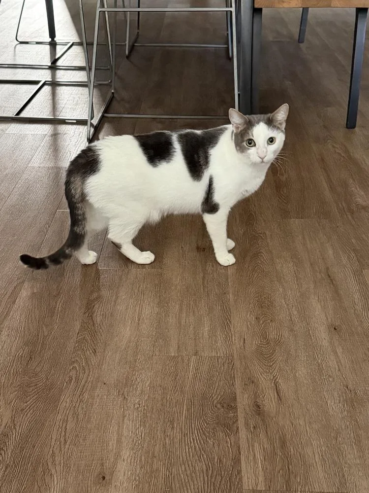 An adult medium-sized female Domestic Short Hair cat named Aura for adoption in Dallas, TX