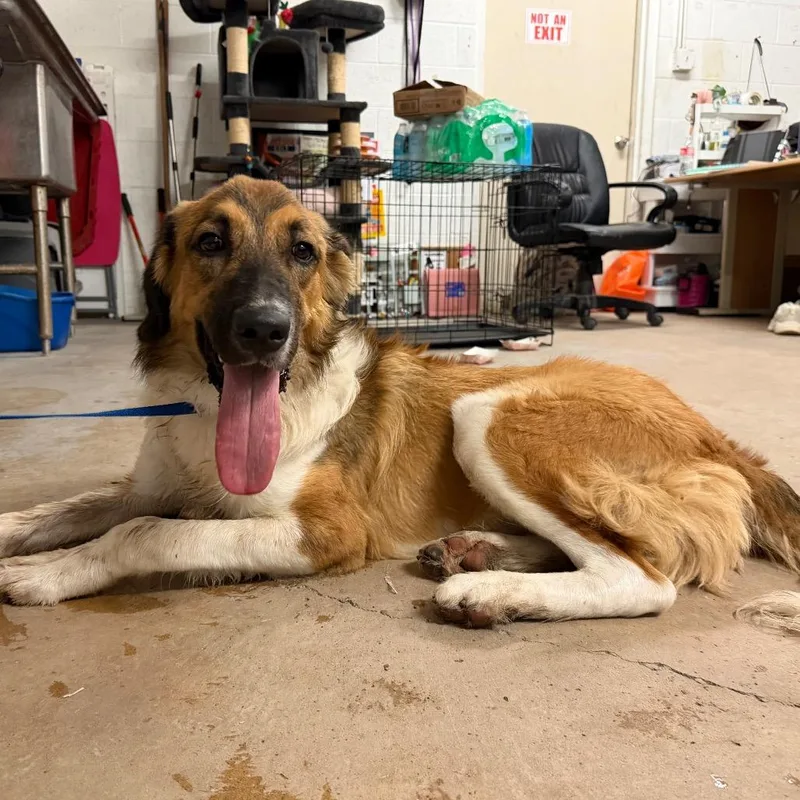 A young large-sized male Brown / Chocolate Australian Shepherd dog named Hot Tamale for adoption in Edinburg, TX