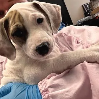 A baby small-sized male White / Cream Mixed Breed dog named Chase for adoption in Belleville, IL