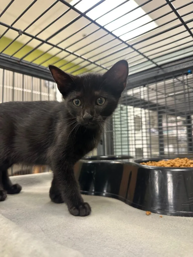 A baby medium-sized male Domestic Short Hair cat named Biscuit for adoption in Johnson City, TN