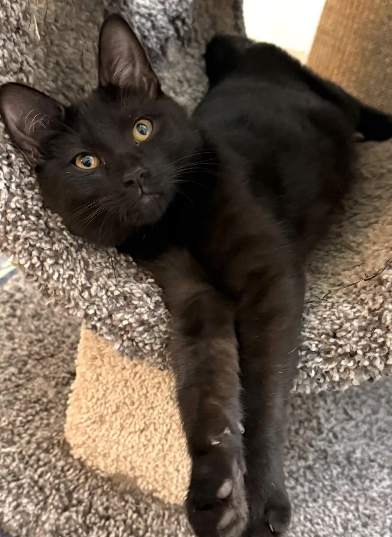 A baby medium-sized female Black Domestic Short Hair cat named Misty Slush for adoption in Oviedo, FL