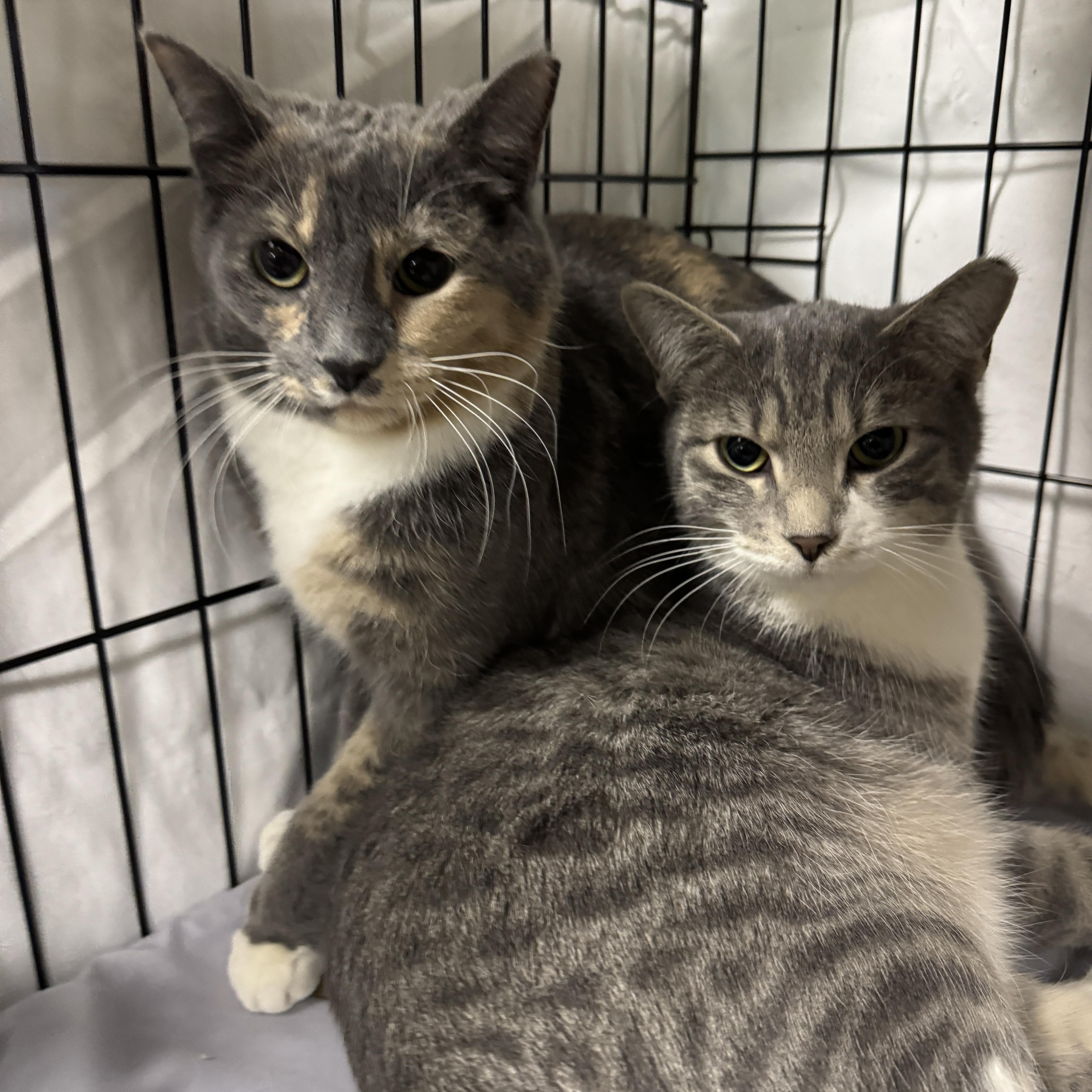 Dusty & Smudge thumbnail 2