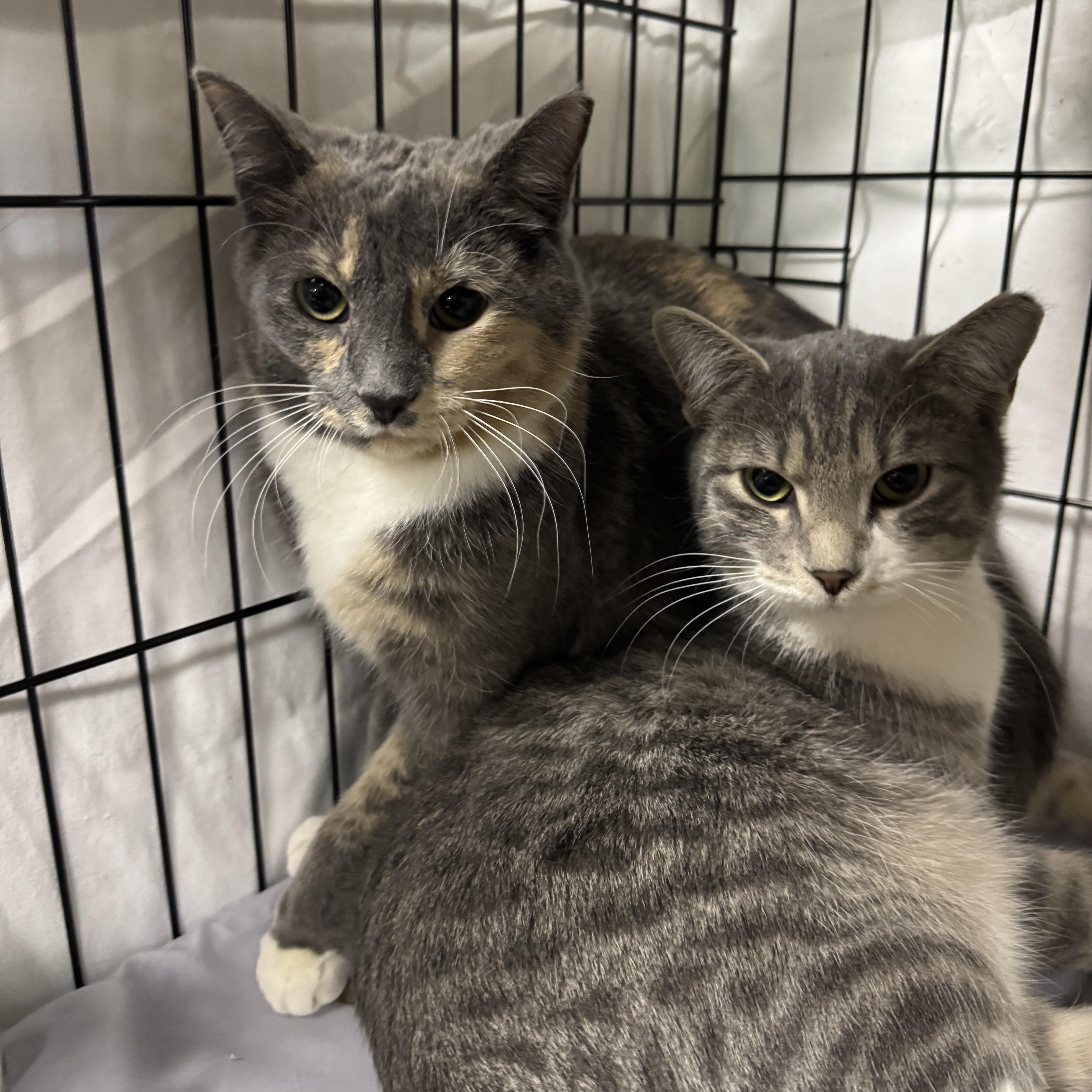 Dusty & Smudge thumbnail 3