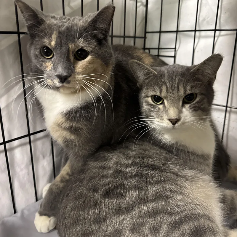 Dusty & Smudge thumbnail 4