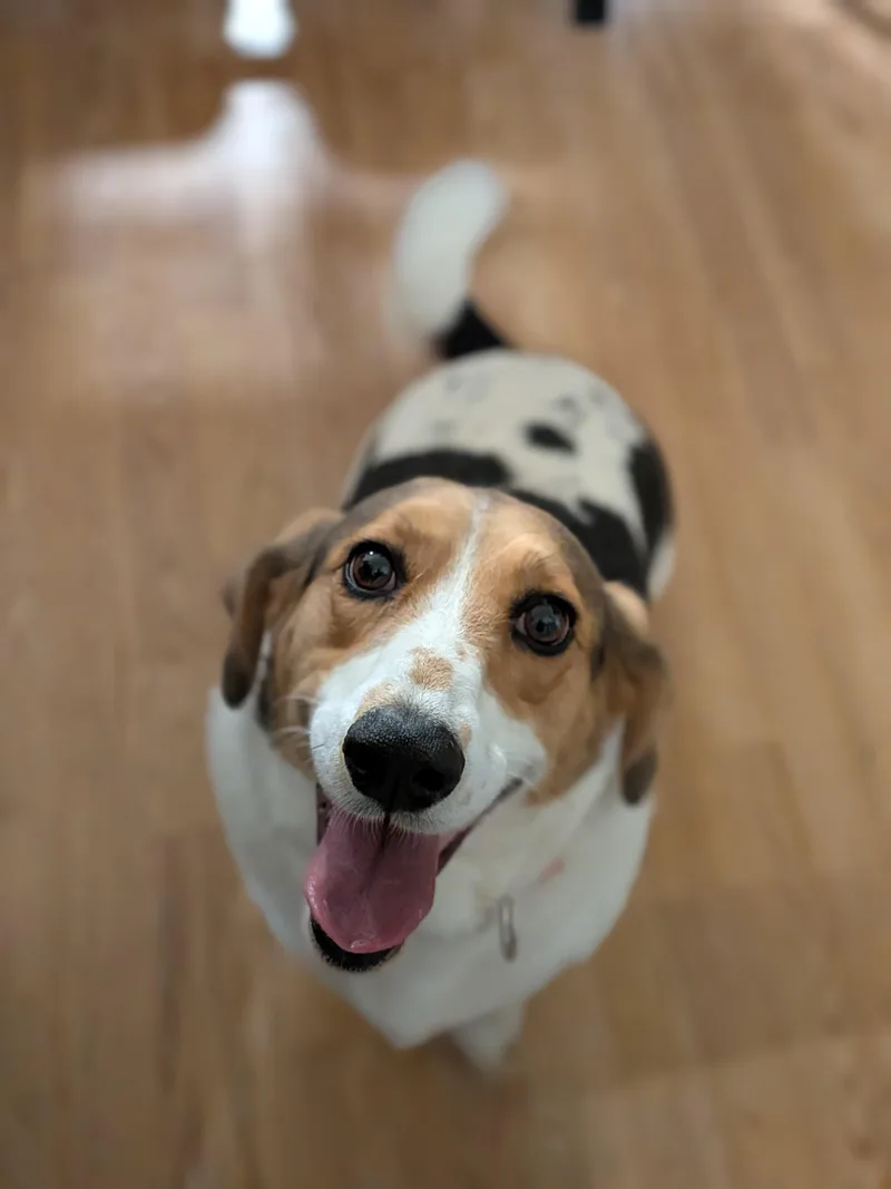 An adult large-sized female Pembroke Welsh Corgi dog named Janey for adoption in TULSA, OK
