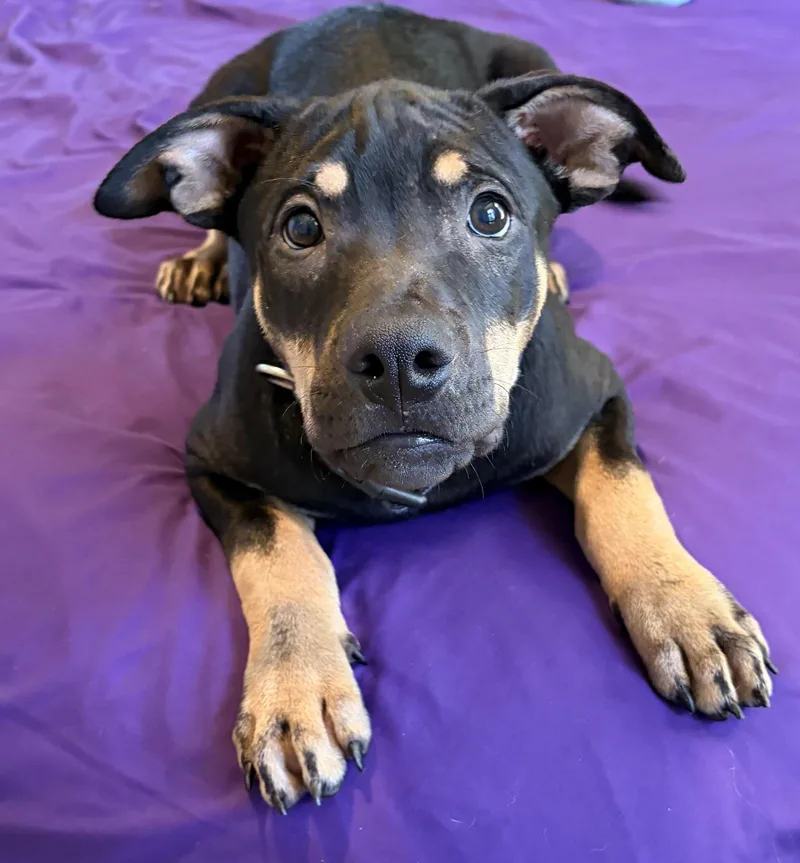 A baby medium-sized male Pit Bull Terrier dog named Onyx for adoption in Mansfield, TX