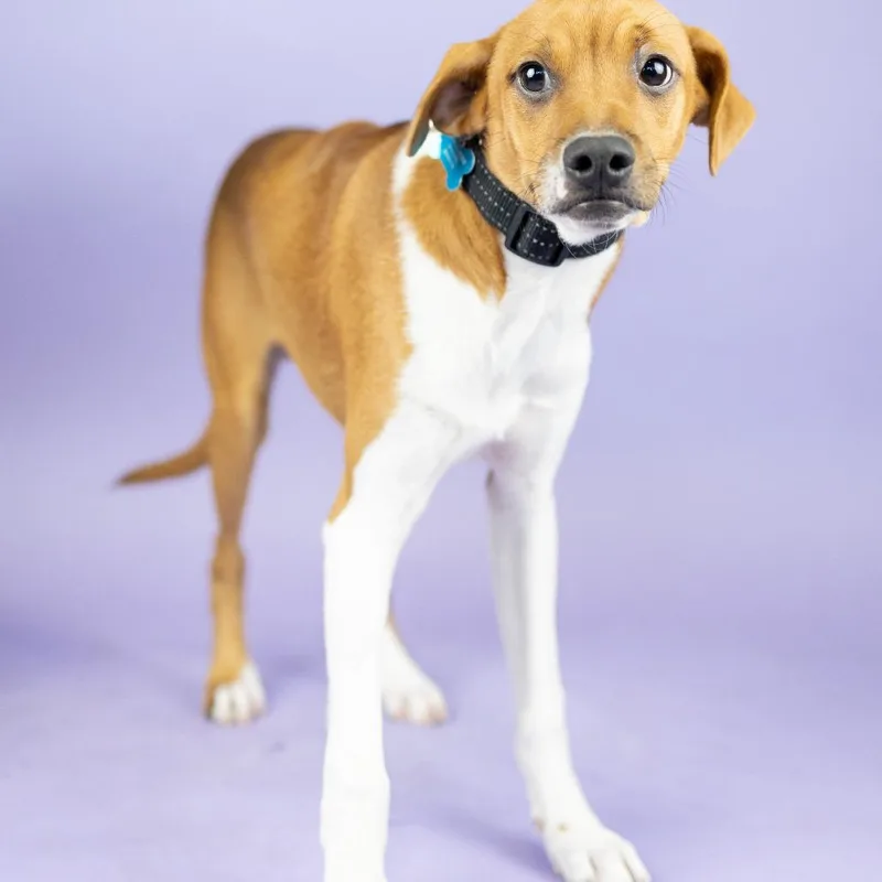 A young medium-sized male Yellow / Tan / Blond / Fawn Mixed Breed dog named Rigatoni for adoption in Portland, OR