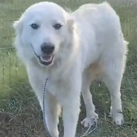 Elle — The Pocket thumbnail 3