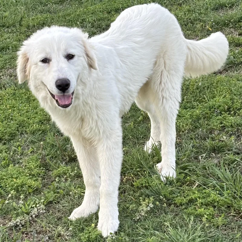 A young medium-sized female White / Cream Great Pyrenees dog named Elle — The Pocket for adoption in Houston, TX