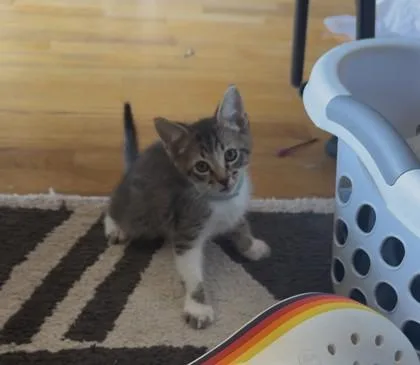 A baby small-sized male Domestic Short Hair cat named Danny for adoption in Bellevue, WA