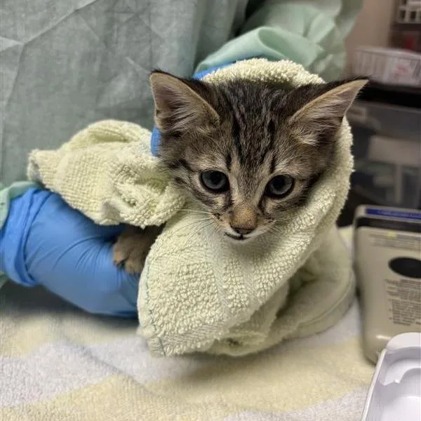 A baby small-sized male Brown / Chocolate Domestic Short Hair cat named Sparrow for adoption in Tempe, AZ