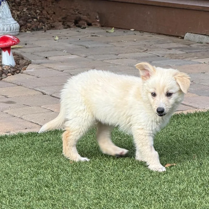A baby small-sized male White / Cream Terrier dog named Ollie for adoption in Sacramento, CA