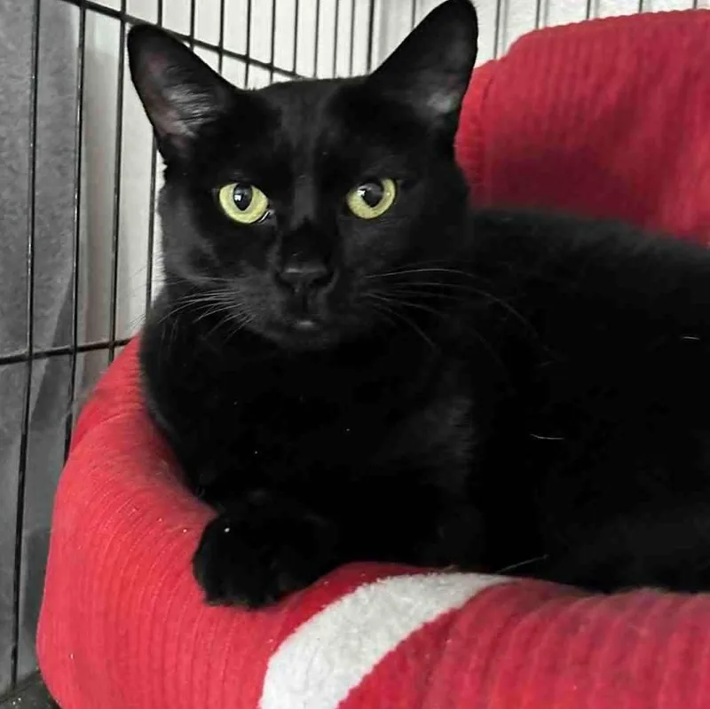 An adult medium-sized female Black Domestic Short Hair cat named Paisley for adoption in Huntington, NY