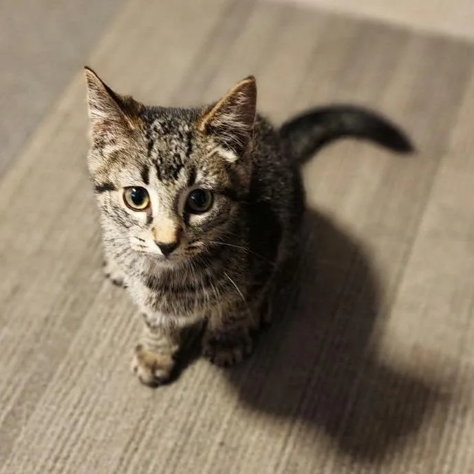 A baby medium-sized male Domestic Short Hair cat named Sir Racha for adoption in Warren, MI