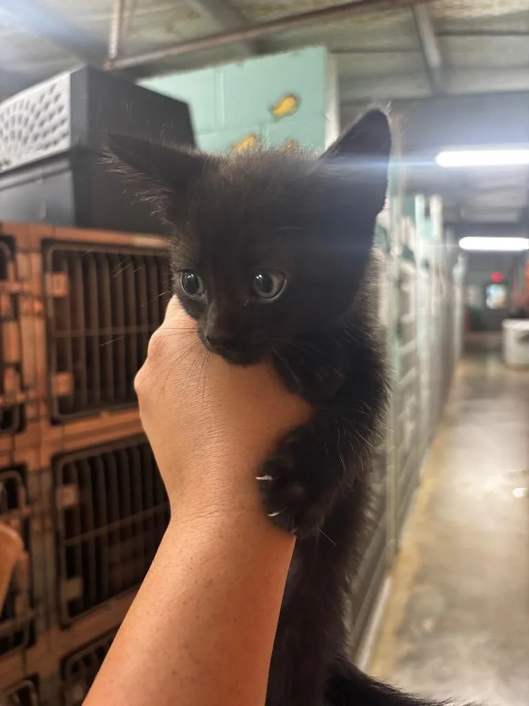 A baby medium-sized male American Shorthair cat named Macrinus for adoption in Rockport, TX