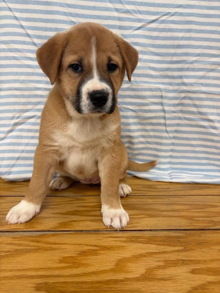 A baby medium-sized female Labrador Retriever dog named Paddington for adoption in Clinton, SC