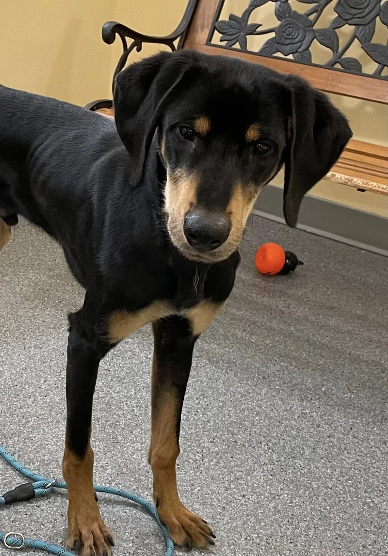 An adult medium-sized male Doberman Pinscher dog named Richard for adoption in Covington, VA