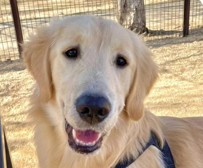 A baby medium-sized female Golden Retriever dog named Bagel for adoption in San Ramon, CA